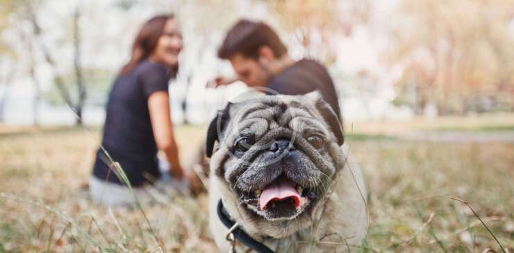 Professional Dog Walkers‘ Guide to Shampoo