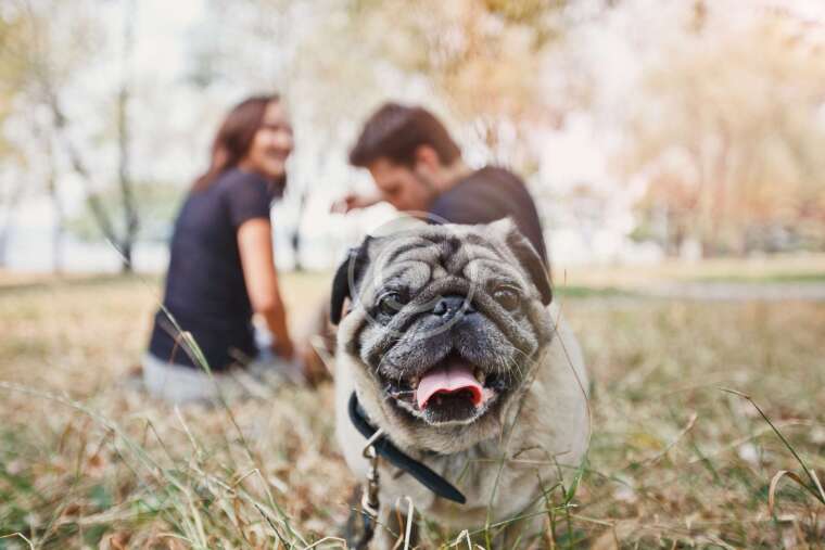Professional Dog Walkers‘ Guide to Shampoo
